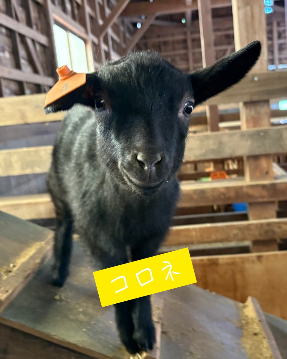 まかいの牧場【公式】 tweet media