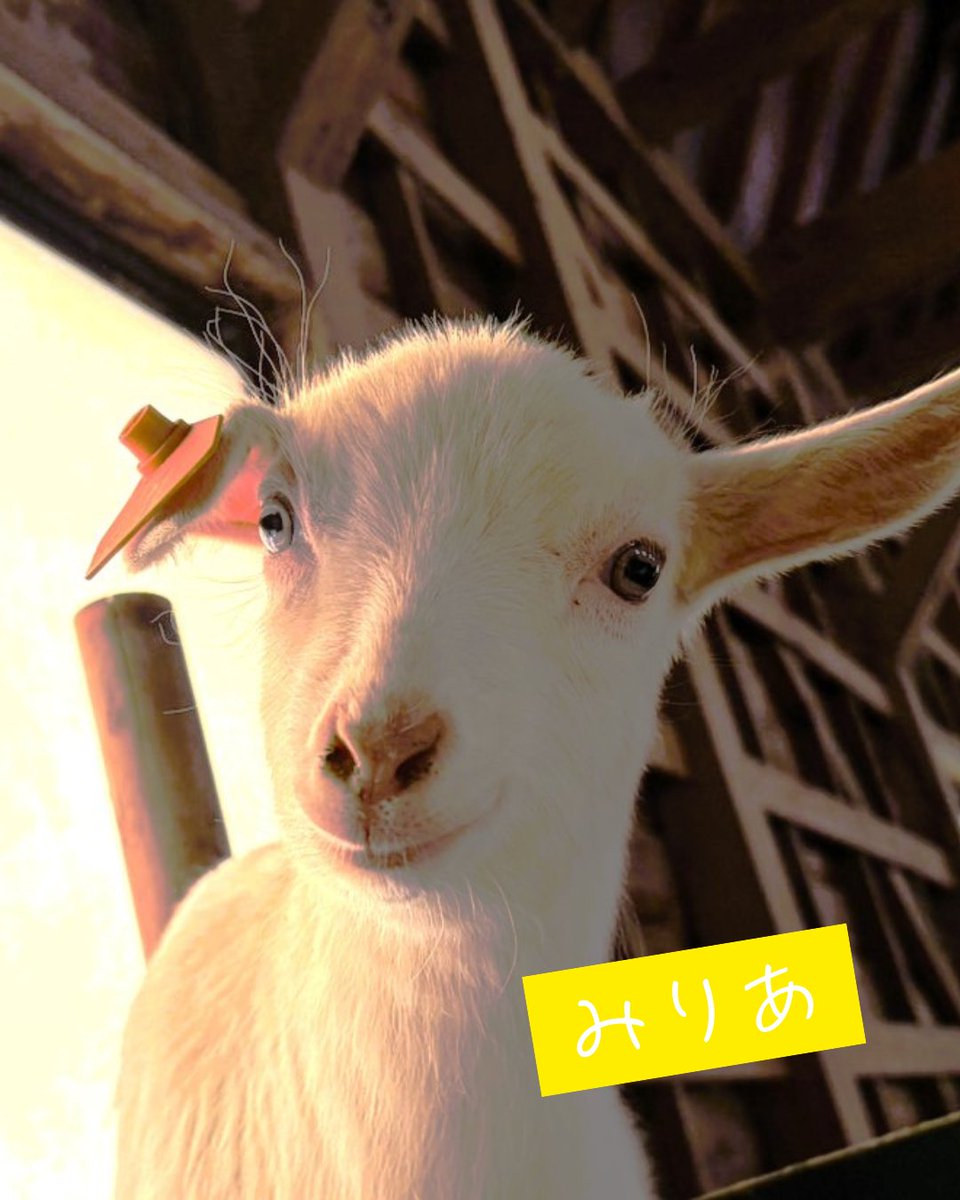 まかいの牧場【公式】 tweet media