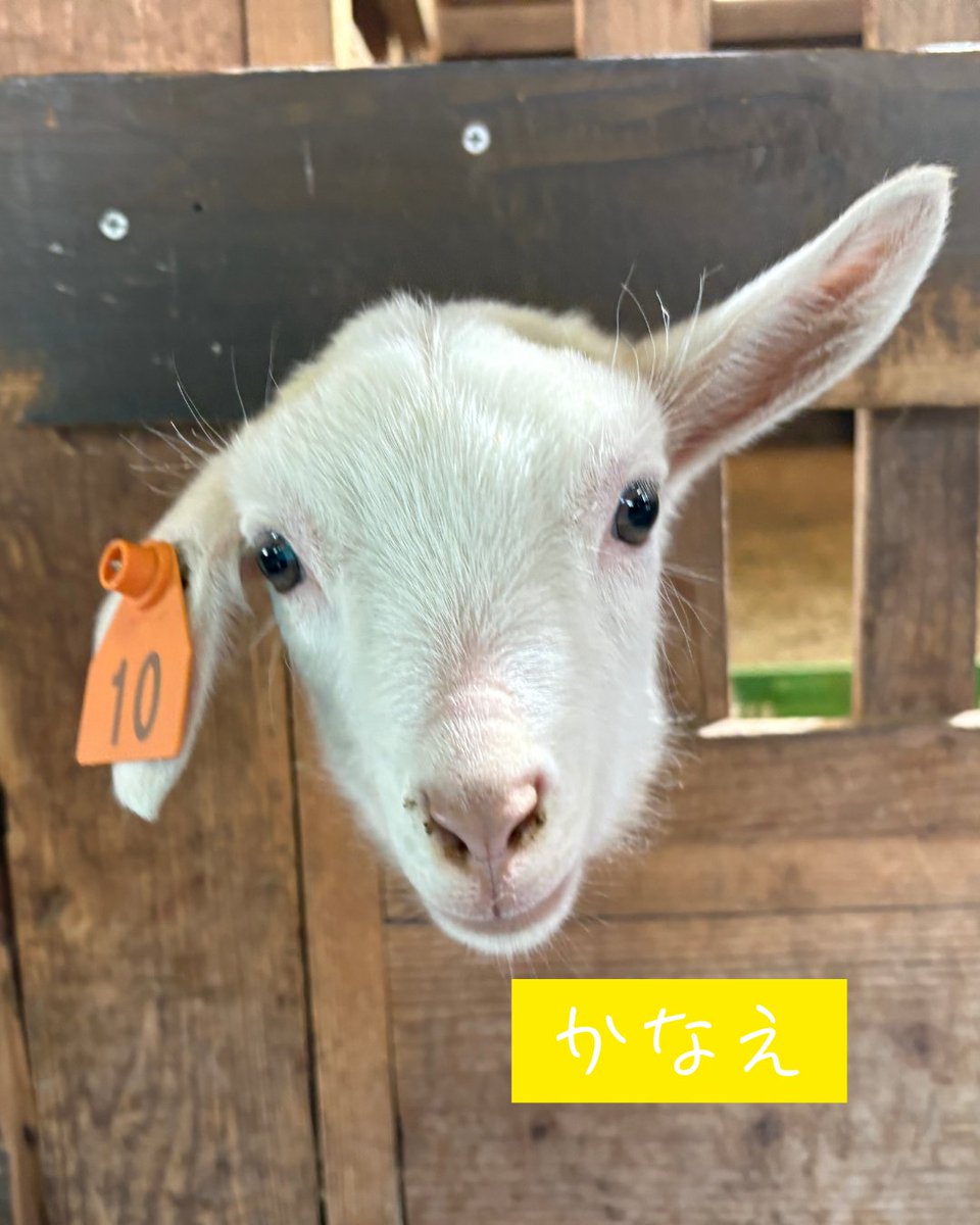 まかいの牧場【公式】 tweet media