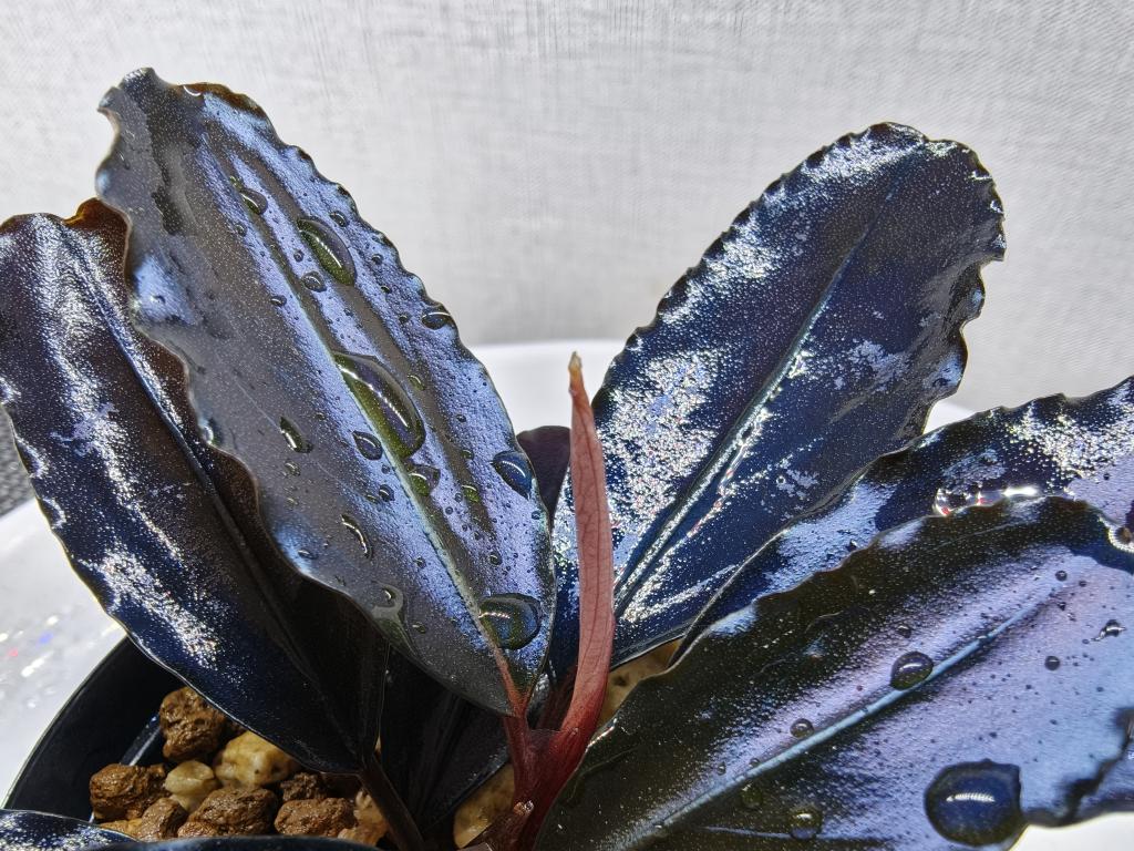 Bucephalandra sp.