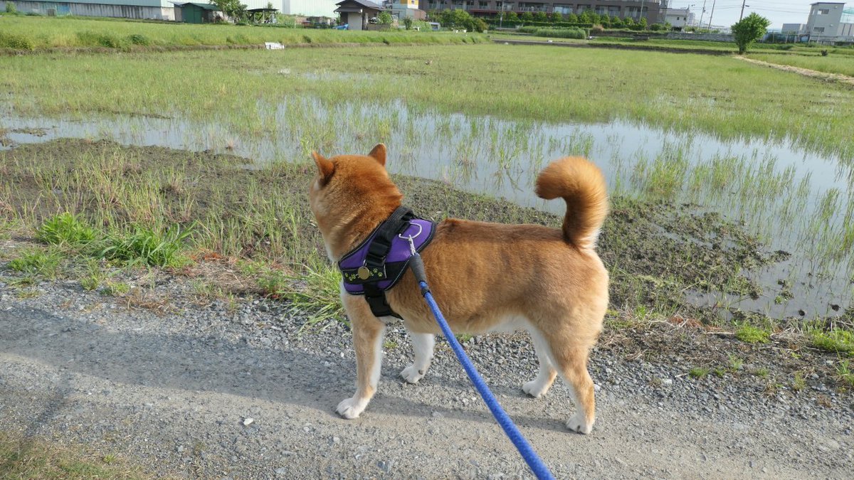 カモちゃん見つけた。 #カルガモ #柴犬