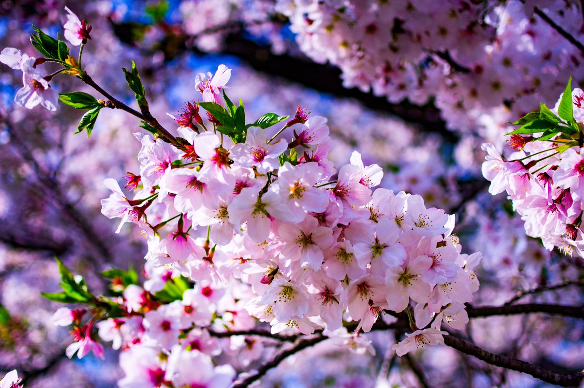 Kaz_Turi55's tweet photo. こないだの桜
満開過ぎ頃
#風景写真 #桜 #PENTAXkr #PENTAX https://t.co/uyWGmM5toa