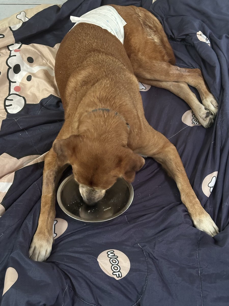 Jibara​ capybara 🥥🎀 tweet media