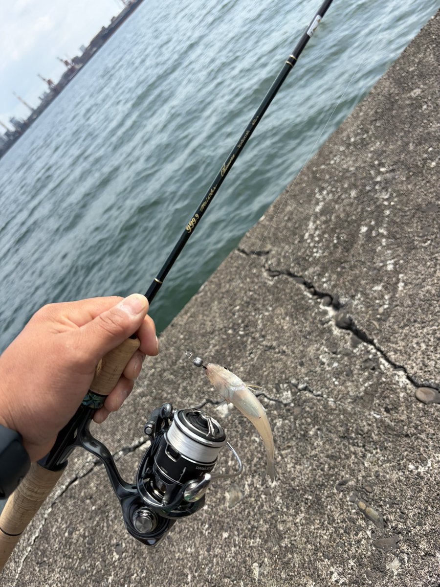 tomoki_e92's tweet photo. 日曜日午後から木更津沖堤防に🫠
ボトムでちょんちょんしてたらずっとシロギスは釣れてた💡
朝は釣れてたみたいだけどアジはいませんでした🐟 https://t.co/bzaAMQKYU8