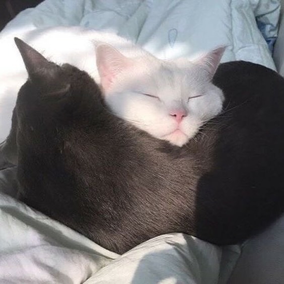 Punch Cat tweet media