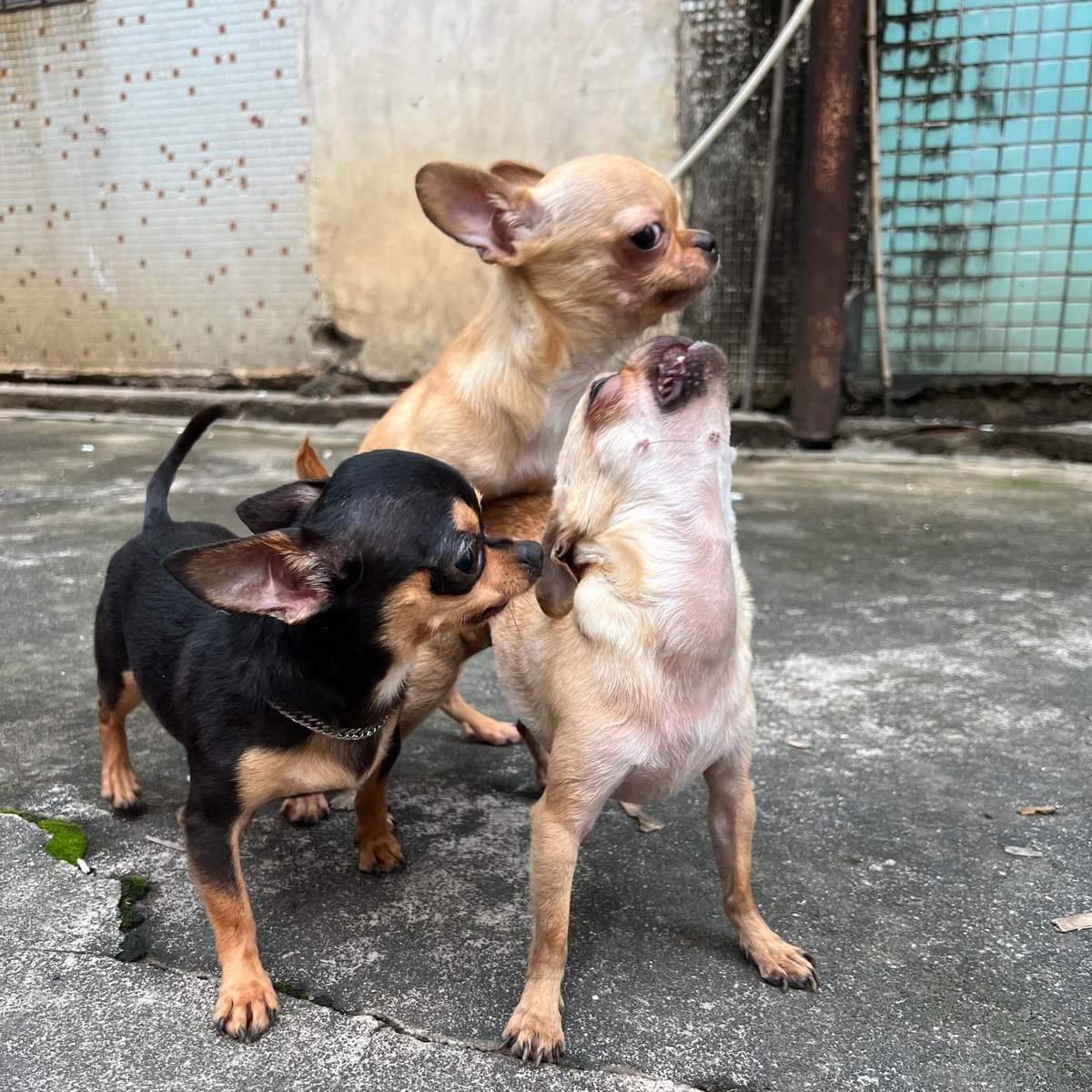 Julentto tweet media