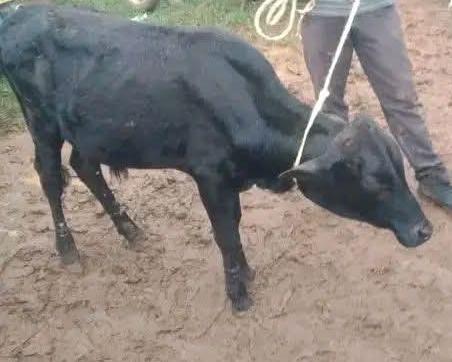 Samwel Wekesa tweet media