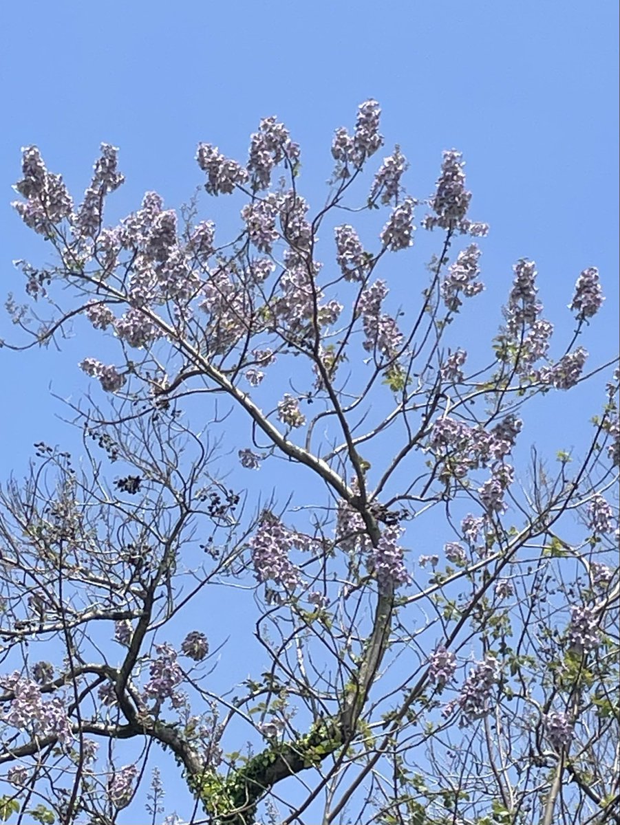 chaman55's tweet photo. 桐の花 意外と大きい https://t.co/IibslEsMYt