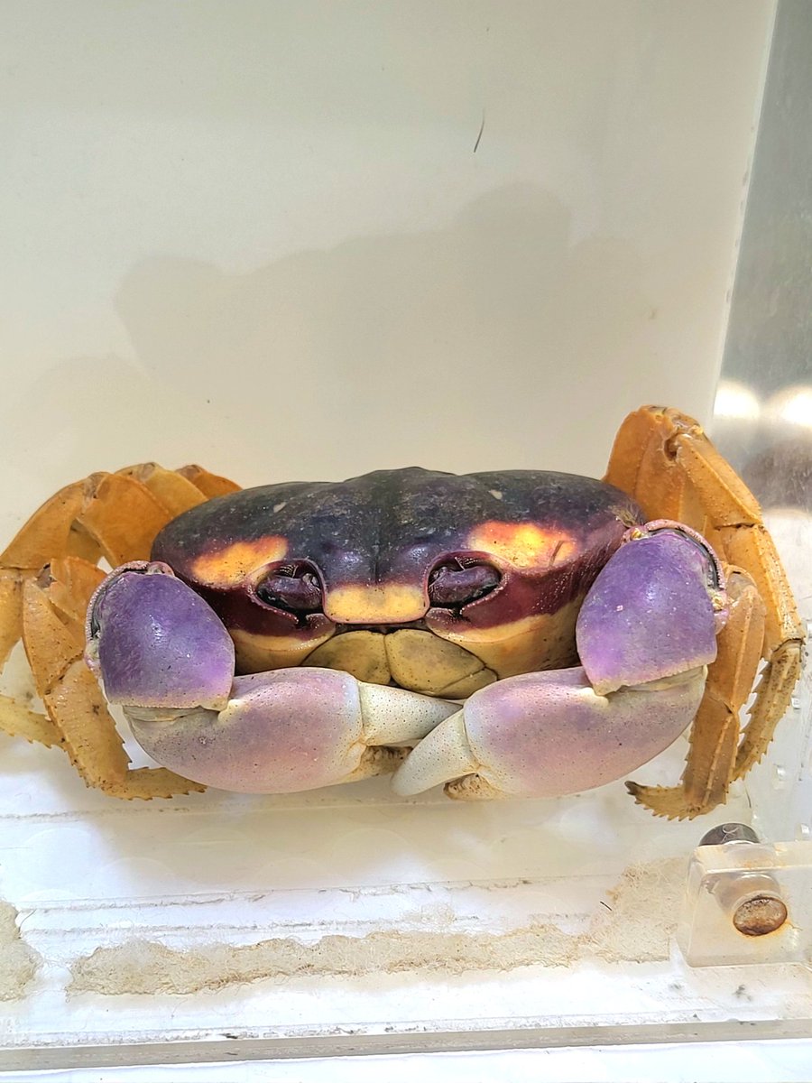 licoyas (リコヤス) tweet media