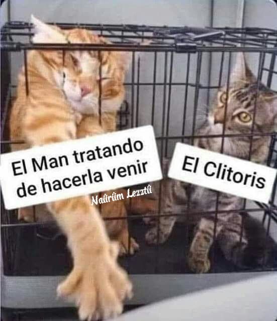 Tiger Cabo tweet media