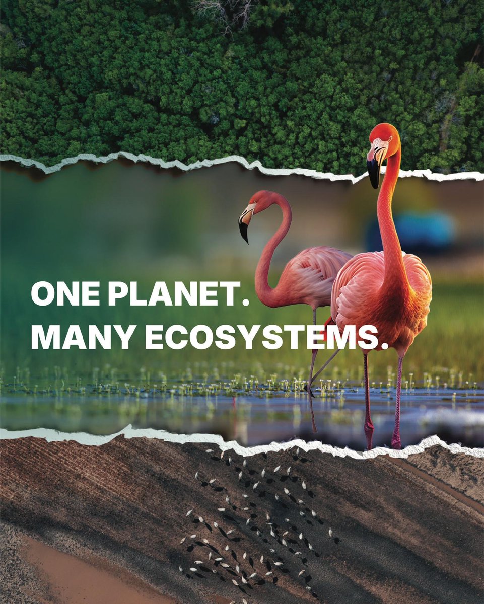 CIFOR_ICRAF's tweet image. One planet. One interconnected system we all depend on.

From forests to farms, rivers to rainfall, everything is linked. And trees play a critical role in keeping that balance.

Protecting trees means protecting the systems that sustain life.

#TreesPeoplePlanet