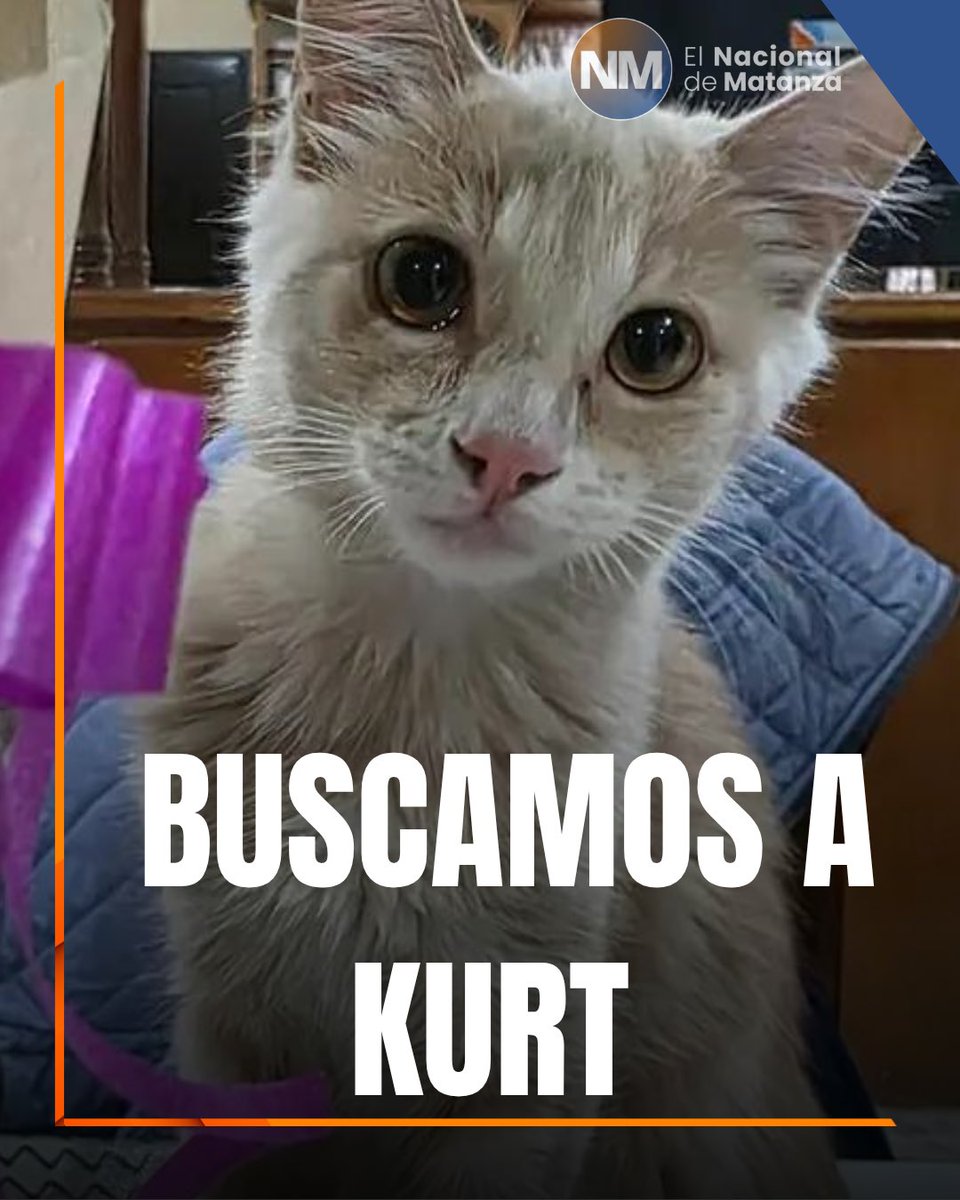 🐱💔 SE BUSCA A “KURT” EN LA MATANZA

Una familia lo está buscando con desesperación 😢

📍 Se perdió en Encina (entre Casares y Azurduy), zona Casanova / Laferrere.

👉 Es un gatito muy querido, su familia lo espera en casa.

🙏 Cualquier información puede ser clave

💬 Si lo