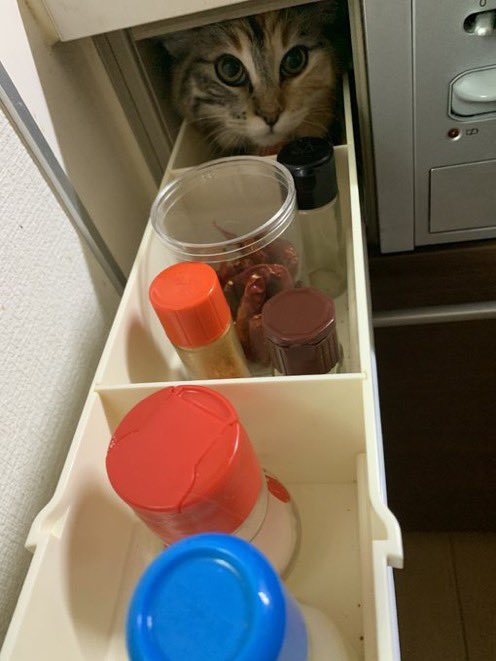 ネットで話題の動画 tweet media