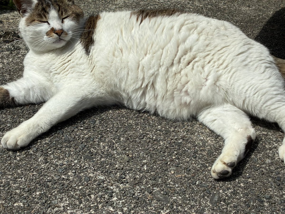 まな猫 tweet media