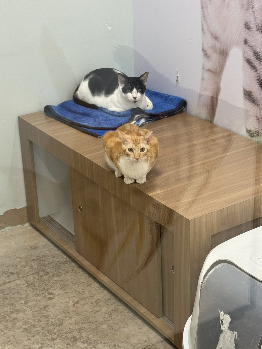 Belzebut20's tweet image. Yo solamente le pongo 4 chiles a mis elotes para que tengan sabor..esa cantidad es directamente para ir al baño.