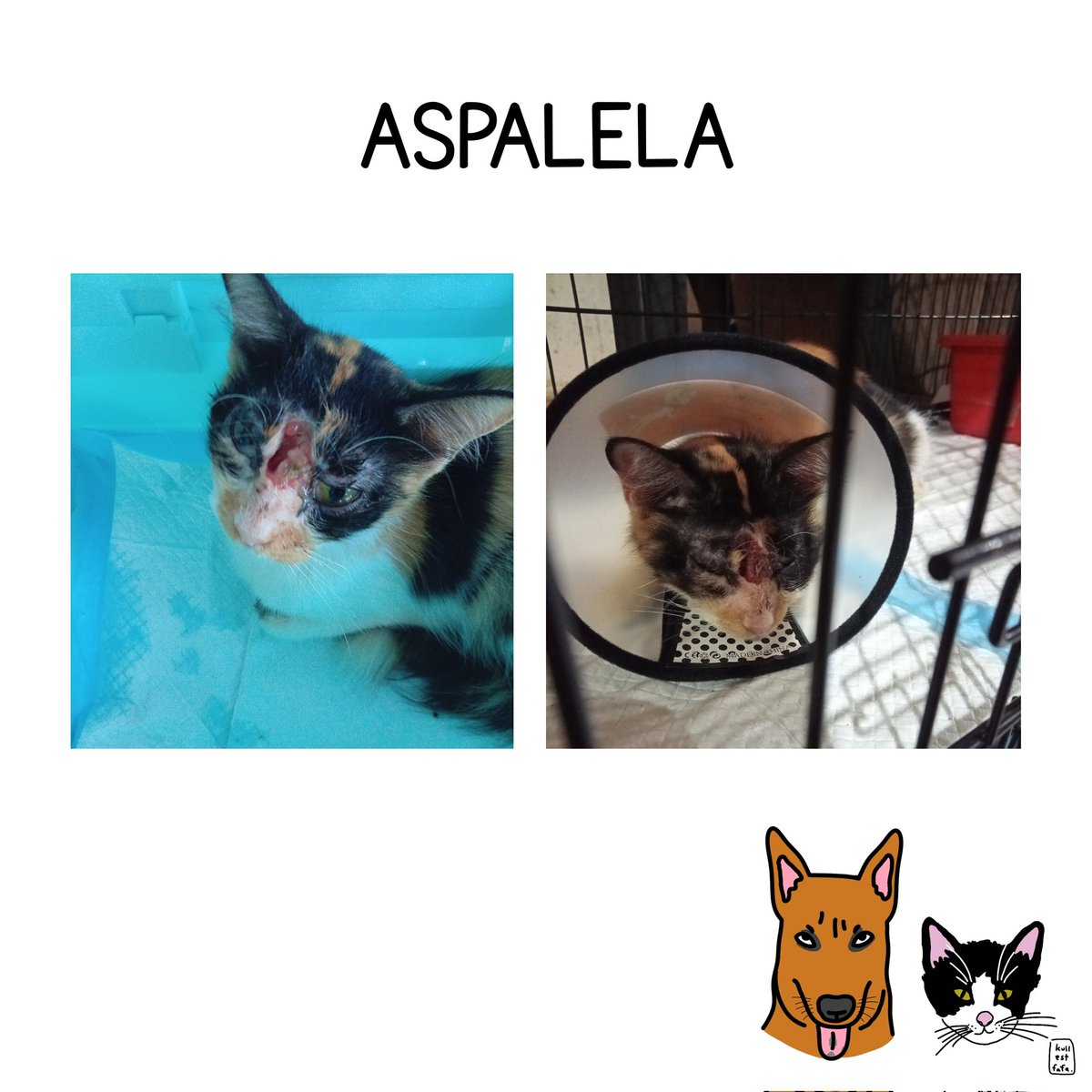 KullestAlexaFafa ♿🧠 tweet media