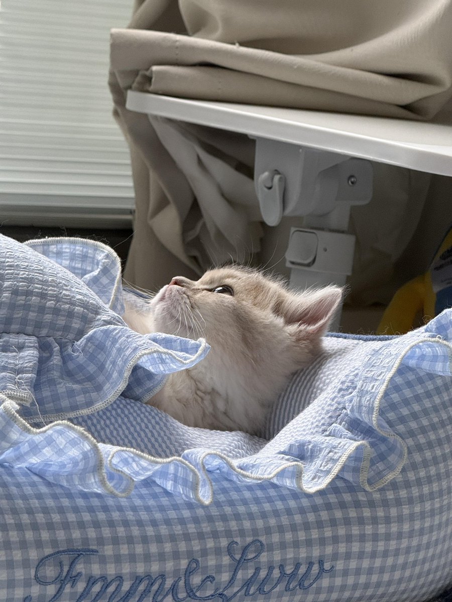 itsloopy tweet media