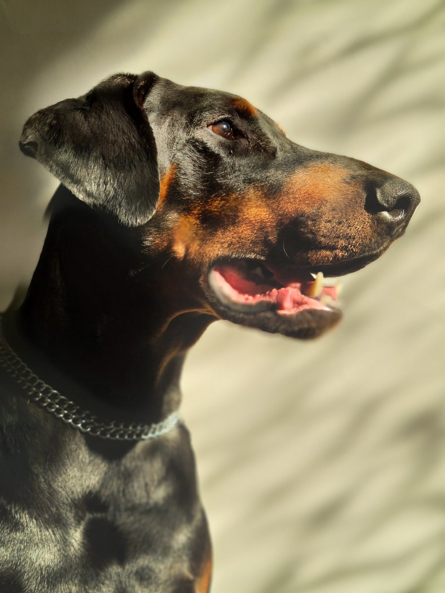 Qlimax54's tweet image. #TongueOutTuesday Inko 🐾 💙 🌈 #doberman #dogsoftwitter #France #Forever