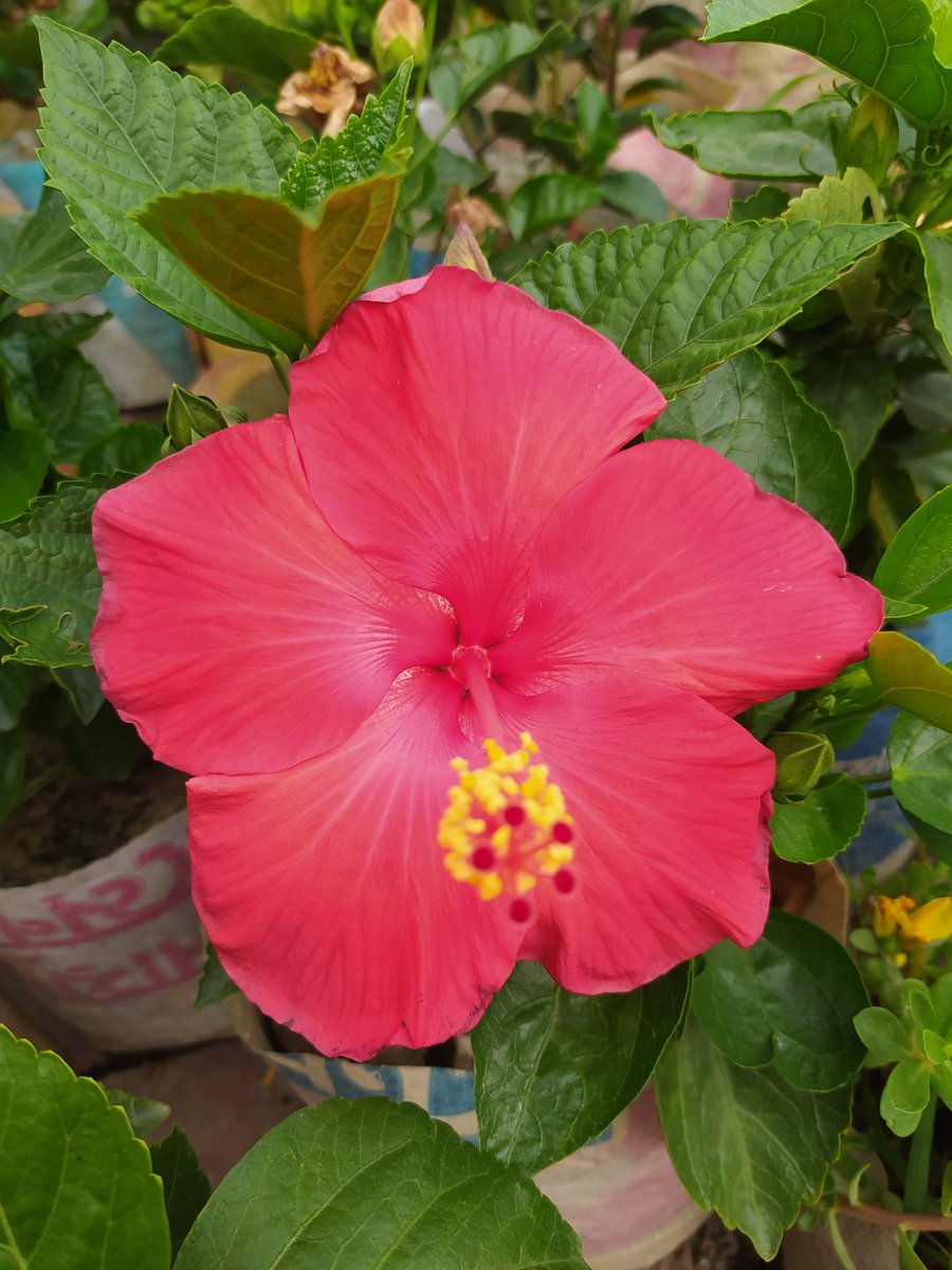bappachandrap's tweet image. Nature red hibiscus flower in village. #nature #red #hibiscus #flower #village