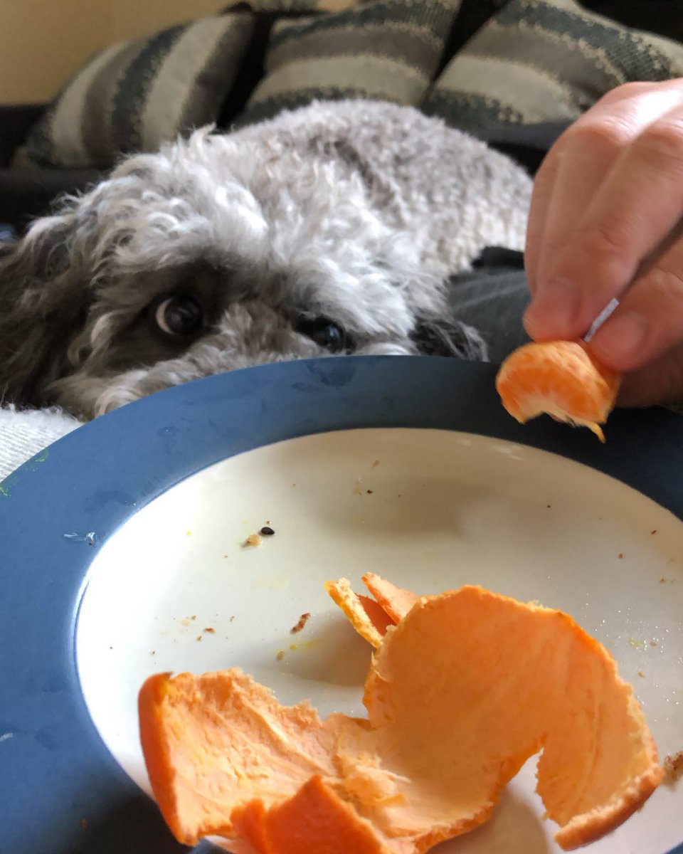 CPredovic47654's tweet image. Thankful for a full belly of turkey and table scraps..Now time for a nap!  #thanksmomanddad #thanksgiving