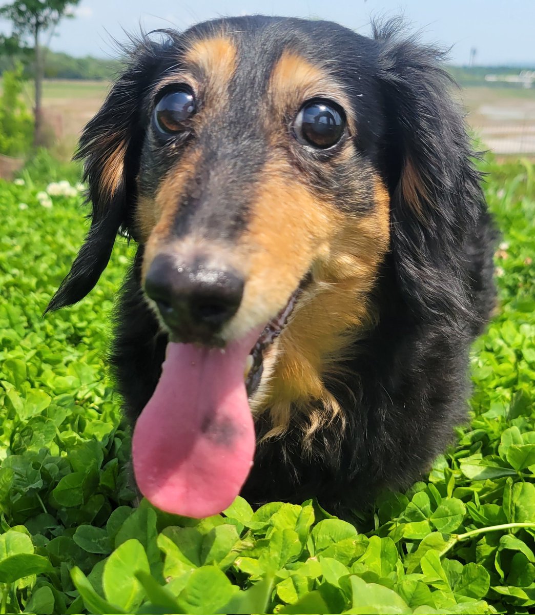 桃乃もあ🍑🐾 tweet media