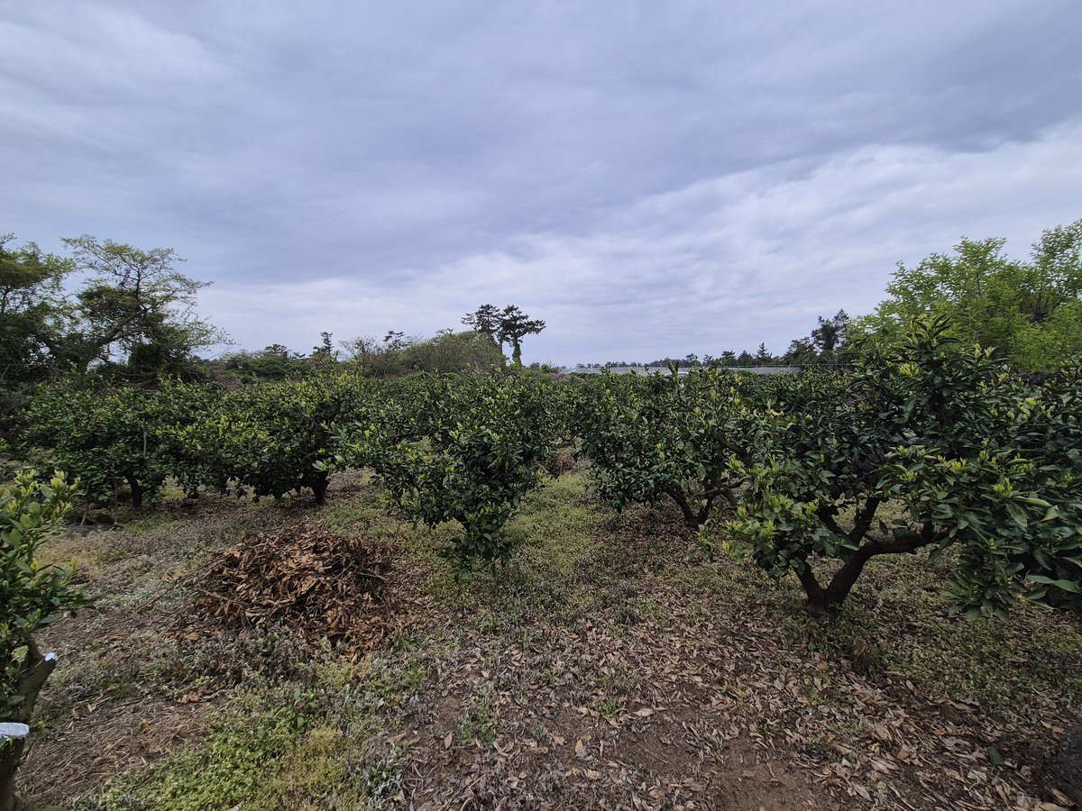 후....귤밭작업 쉽지않네요^^!
그래도 뿌듯합니당!