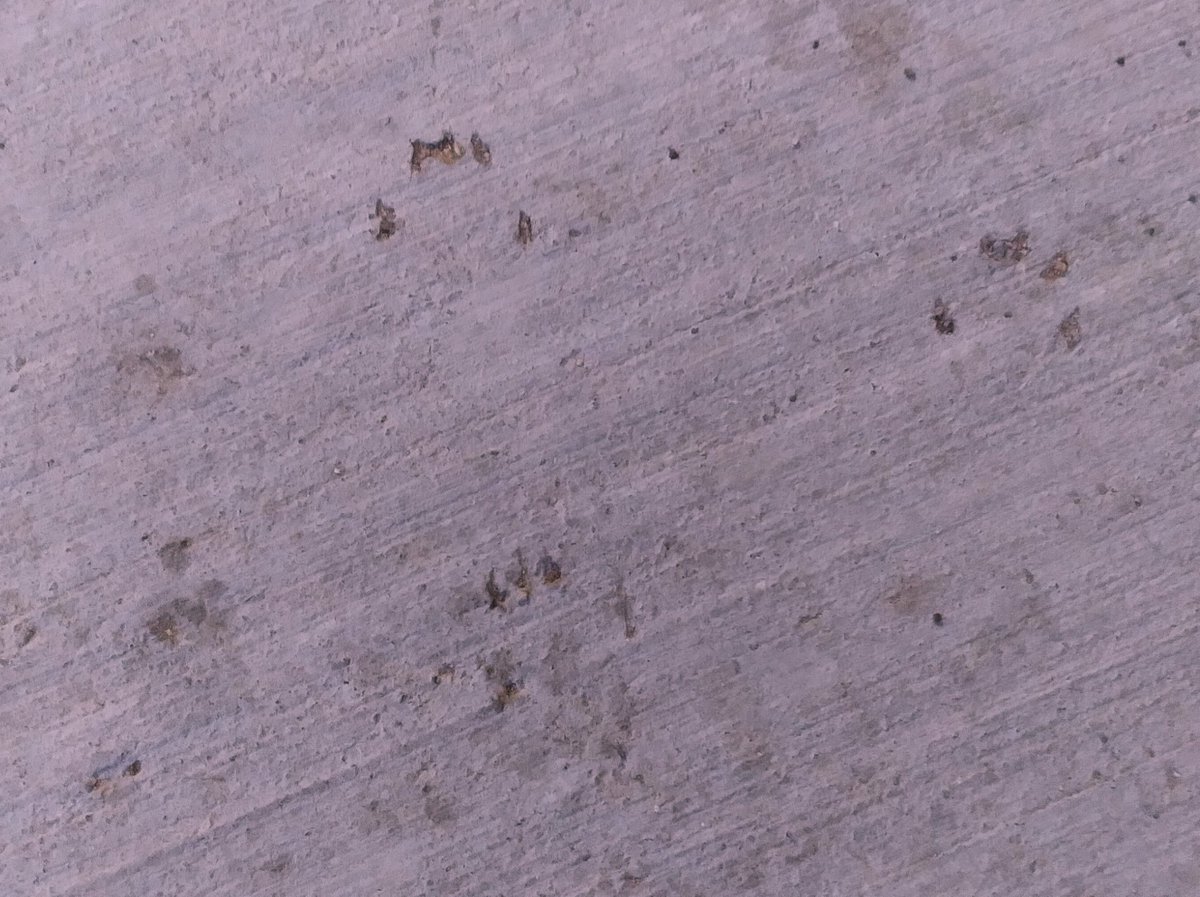 MYvonne10054's tweet image. Guess what the fruit or vegetable selection on the back patio and front porch was this morning for the neighbor squirrels, rabbits, and birds? 

(Squirrel hand and footie prints in blueberry juice)
#animals #backyard #neighbors #naturelovers #animallover #squirrel