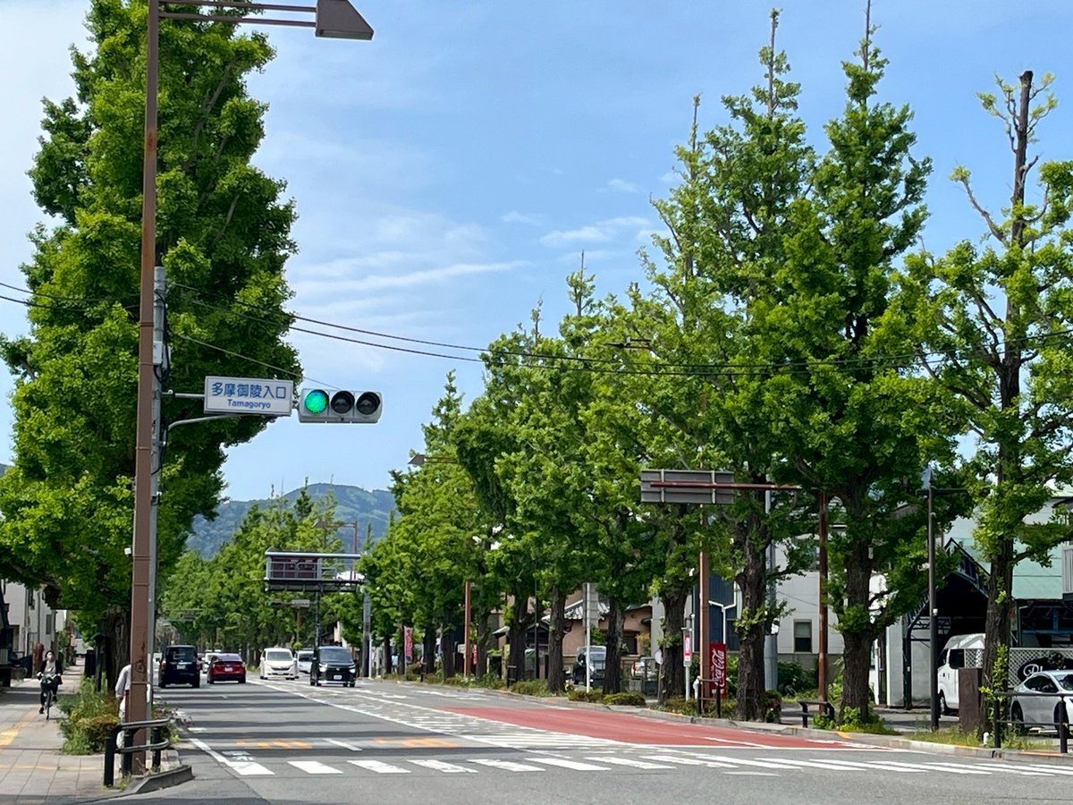 ichoufesta's tweet photo. 【2026年度GW期間の業務について】
誠に勝手ではございますが、下記の通り休業させていただきます。

 4月29日(水)～5月6日(水)

 どうぞよろしくお願い申し上げます。

甲州街道いちょう並木や多摩御陵参道のけやきは新緑の季節を迎えました。

 #八王子いちょう祭り
 #甲州街道いちょう並木 https://t.co/t9lmpIfnvk