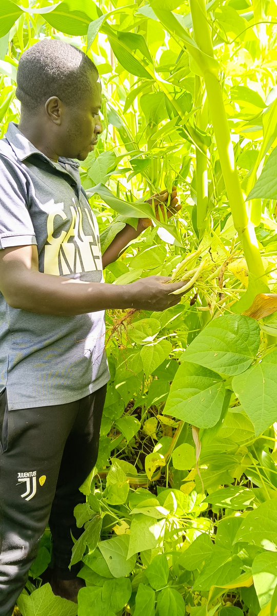 AbiluTangwa's tweet image. Why embrace a home garden with pulses?
1️⃣ Natural fertilizer (Nitrogen fixation)
2️⃣ Better soil structure
3️⃣ Maximum yield in tiny spaces
4️⃣ Resilience against climate shifts
Our degraded farms are thriving again. Yours can too. Start small, start at home. 🏠🌱
#FoodSecurity