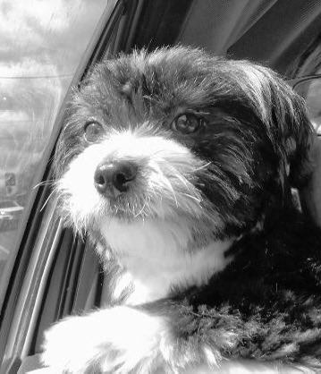 NachoZombie tweet media