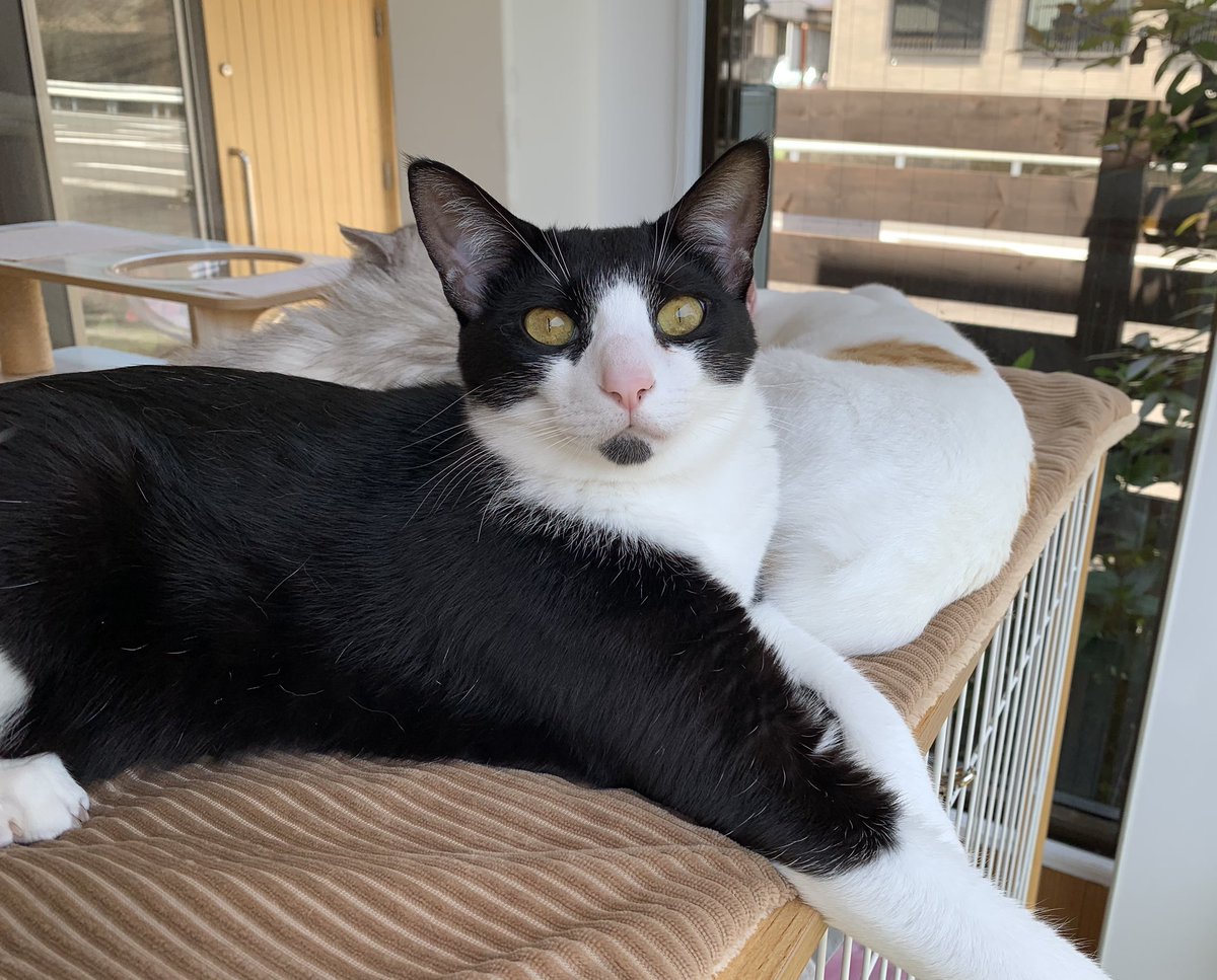保護猫カフェうたたね tweet media