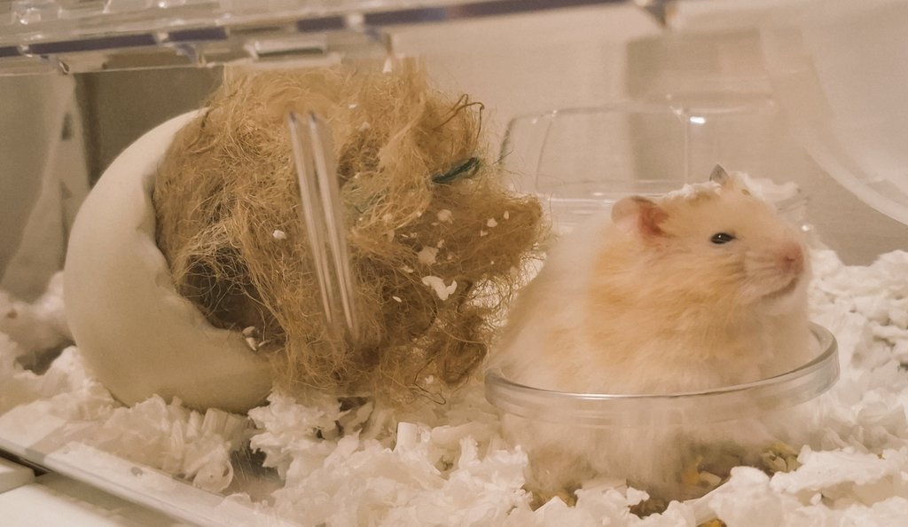 ﾀﾏﾀﾏ3世3m🐹サラミ&ナッツ最強 tweet media