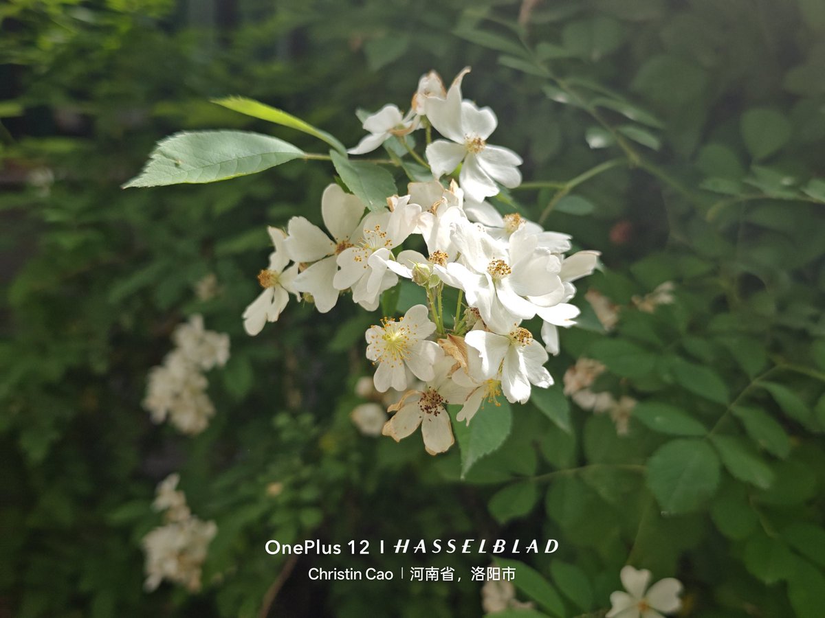CaoChristin's tweet photo. 当然，我喜欢的总是喜欢的，无论如何。
#夏天 #洛阳师范学院 #洛阳师范   #植物 #学生  #日常  #洛阳 #花 https://t.co/Z84cCEPkw2
