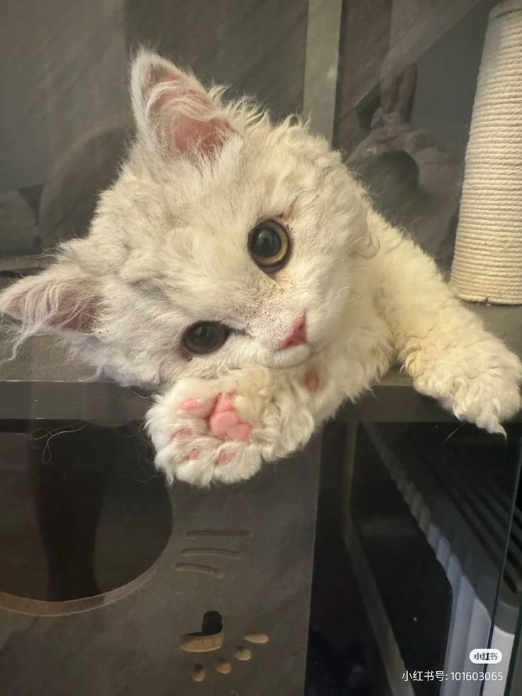 Kamil🦫 tweet media