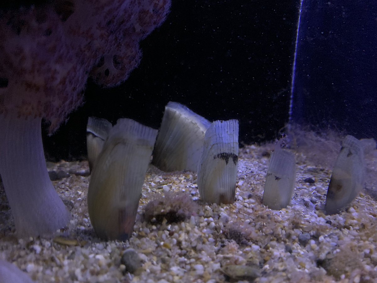 和歌山県立自然博物館 tweet media