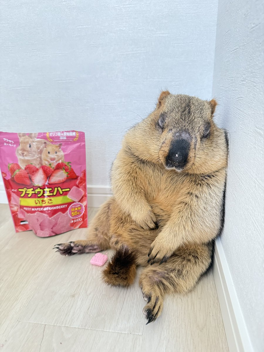 ドクターマーモット tweet media