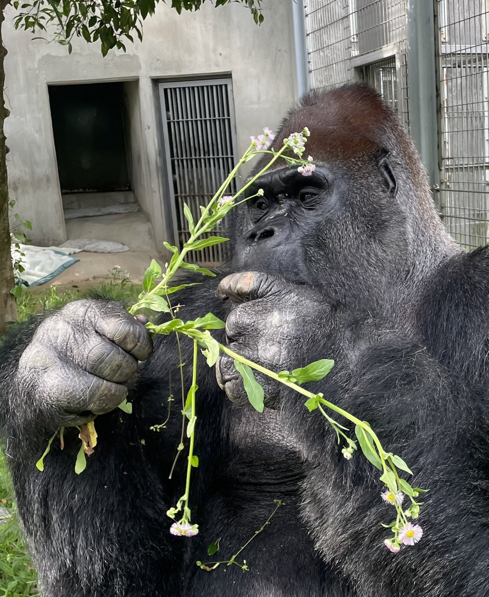 日本モンキーセンター（公式） tweet media