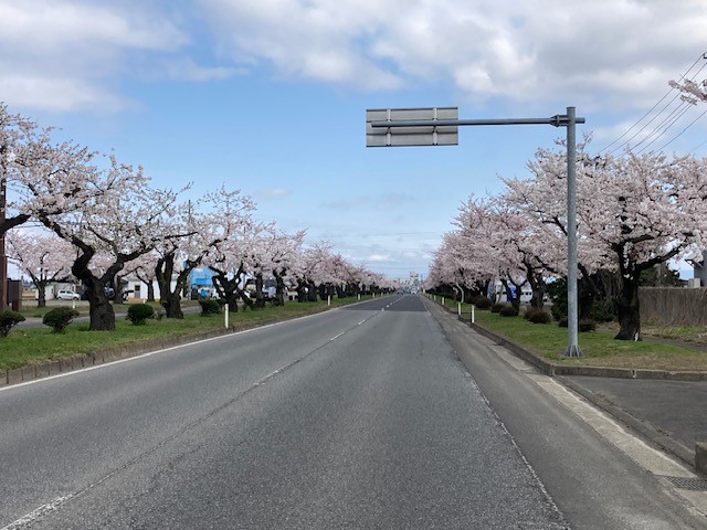 桜街道(即購入OK)・リクエストおまとめセット① 📢 #つかの桜街道 『国道7号弘前市神田地区～津賀野地区の約2km