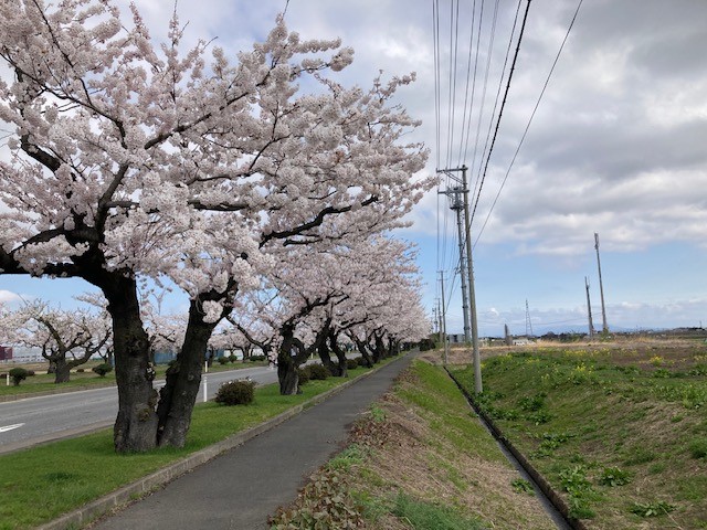 桜街道(即購入OK)・リクエストおまとめセット① 📢 #つかの桜街道 『国道7号弘前市神田地区～津賀野地区の約2km
