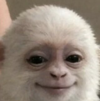 Supreme_leader420 tweet media