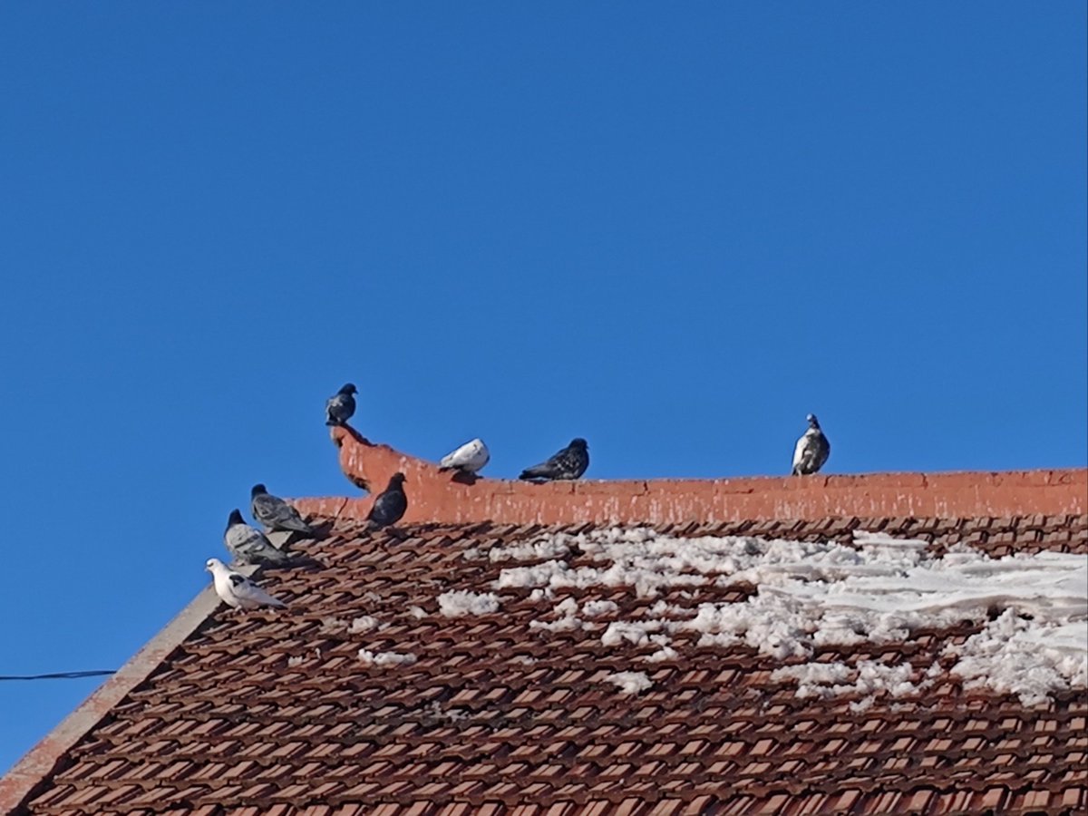 P P Raut tweet media