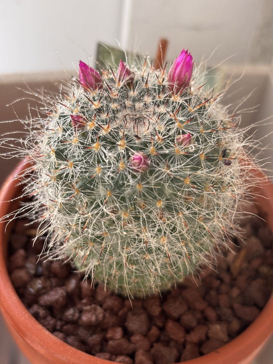 선인장에 꽃 필려나봐