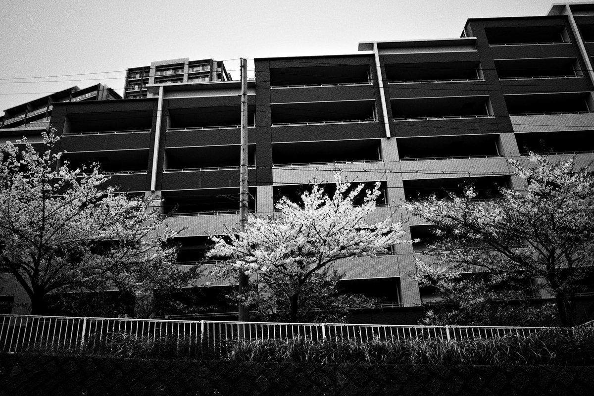 wao_camera's tweet image. 曇天

GRⅣ
#GR4 #SnapShot 
#monochrome