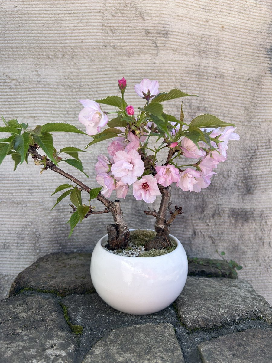 chi_chan_bird's tweet image. 3月にワークショップでお迎えした旭山桜の盆栽が満開です🌸ソメイヨシノより少し色が濃くて花びらの先がヒラヒラしててどこから見ても可愛い🌸
#盆栽 #bonsai #旭山桜