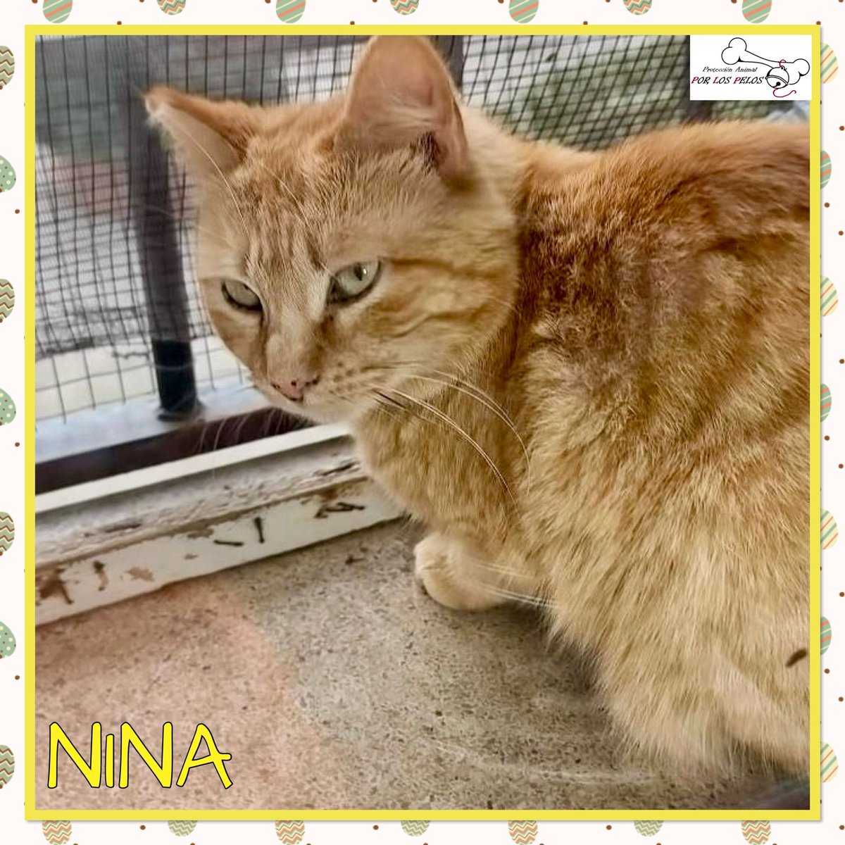 𝐏𝐎𝐑 𝐋𝐎𝐒 𝐏𝐄𝐋𝐎𝐒 tweet media