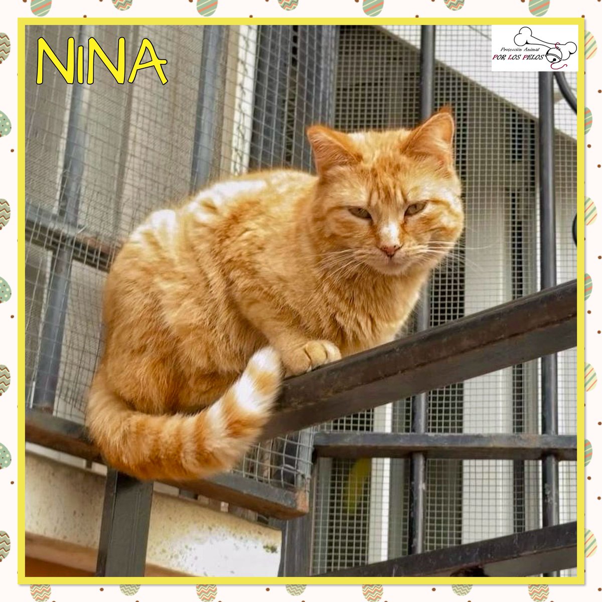 𝐏𝐎𝐑 𝐋𝐎𝐒 𝐏𝐄𝐋𝐎𝐒 tweet media