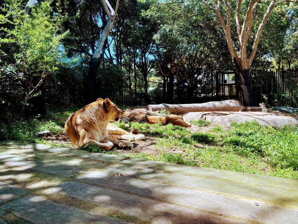 えみたん tweet media