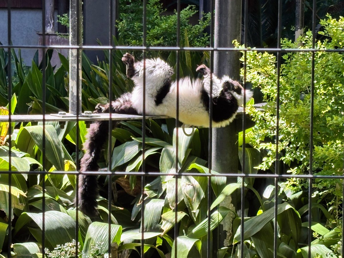 えみたん tweet media