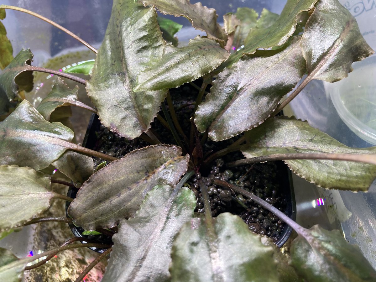 Aqua plus+ tweet media