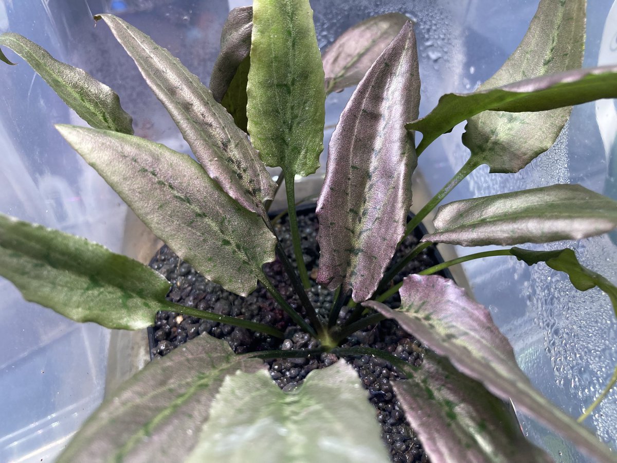 Aqua plus+ tweet media